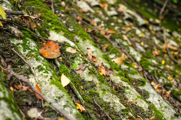 an old slate roof covered with moss and littered with old leaves and branches 