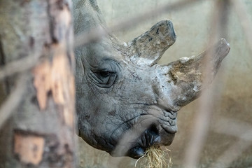 Fototapeta na wymiar White Rhino