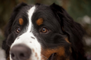 bernese mountain dog in winter forest