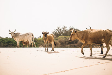 cows at the beach