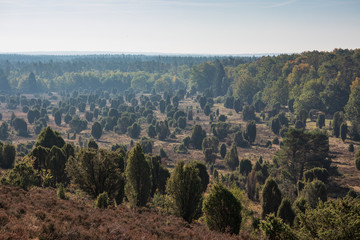 Fototapeta na wymiar Landscape of Lueneburg Heath in sunlight, Germany