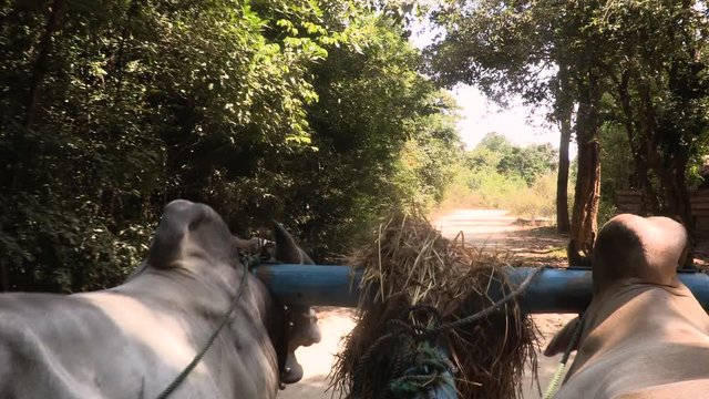 Buffalo wooden cart ride