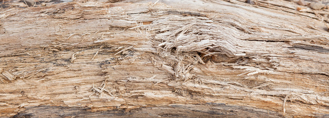 Plakat Tree trunk stripped of bark background or texture