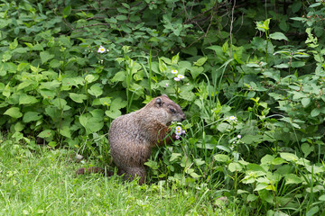 Naklejka na ściany i meble Side view of greedy well-fed groundhog eating small wild flowers in the spring