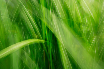 gras