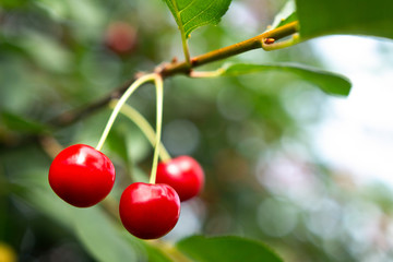 Red cherry berries ripen on cherry tree