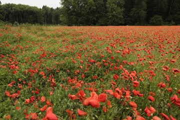 Obraz premium mohnblumen