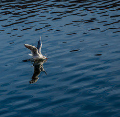 Landende Möve in See