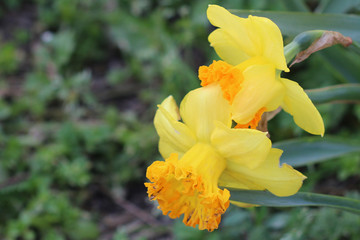  bright yellow flower