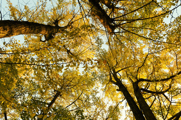 Obraz premium 紅葉したイチョウ