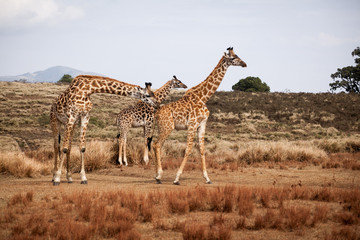 Naklejka na ściany i meble Giraffes (Camelopardalis) family walking in Ngorongoro national park, Tanzania