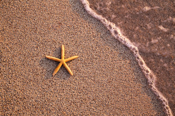 Starfish On The Beach