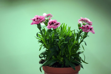 Gartennelke Dianthus caryophyllus im Topf