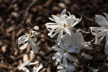 white blossom of star magnolia