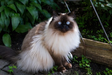 Chocolate point doll-faced himalayan cat with light blue eyes sitting in garden staring intently - obrazy, fototapety, plakaty
