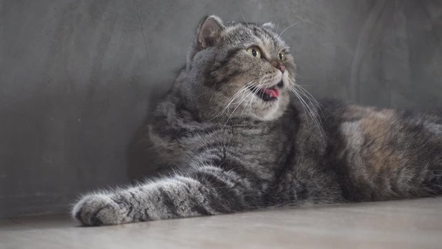 cute cat heavy breathing or gasp from hot temperature