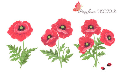 Vector. Bouquet of flowers. Blooming red poppy flowers-butterfly ladybug buds leaves isolated on white.