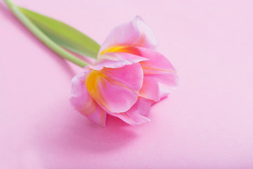 Obraz na płótnie Canvas beautiful pink tulips on pink paper background