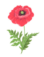 One poppy flower on a stem with leaves isolated on white background.