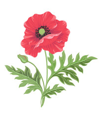 One poppy flower on the stem with Bud and leaves isolated on white background.