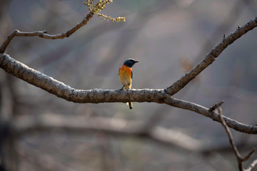 Small minivet, Pericrocotus cinnamomeus, Sinhagad valley, Pune district, Maharashtra, India.