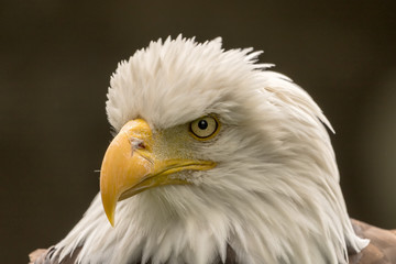 Closeup of a Bald Eagle