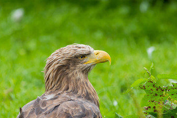 Beautiful white tailed eagle standing on the stamp