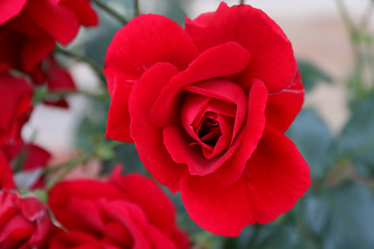 red rose macro photography