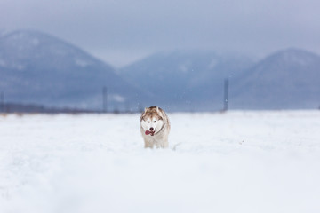 Crazy, happy and funny beige and white dog breed siberian husky running fast on the snow in the winter field.