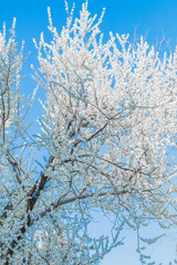 Spring flowers