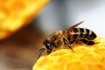 Biene auf Wabe