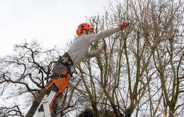 Micheldever, Winchester, Hampshire, England, UK. March 2019. Tree surgeon trimming a tree from a...
