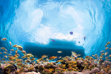 School of fish under dive boat.