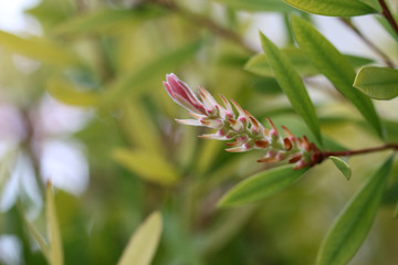 butterfly on flower