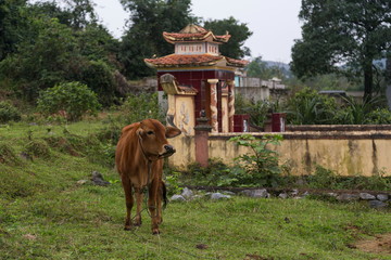Brown cow with velvety coat gazing to her left with small countryside shrine in the background,...