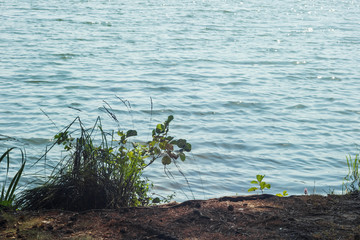 Plant on the edge of the shore