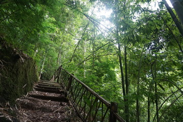 Obraz premium lush green forest