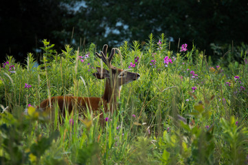 Deer smelling flowers