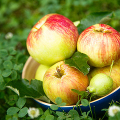 Fresh apples in the bowl