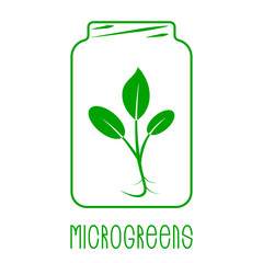 Microgreens Logo. Plant in a glass jar. Seed and living microgreens packaging design.