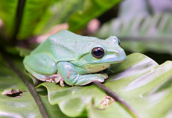 Chinese flying frog. The species is common in Myanmar, Laos, Vietnam, South China.Likes tropical and subtropical moist forests, rivers, lake, swamps, ponds. It occurs at an altitude of 900-1500 meters