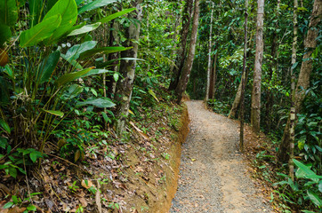 dirt road covered with gravel in the dense forest