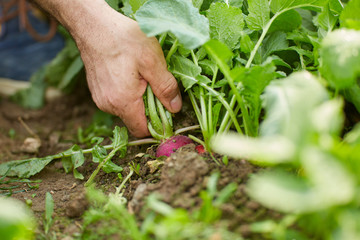 Pulling red radish from ground