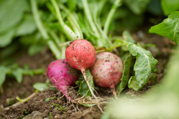 Closeup of radishes on the ground