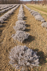 Lavender bushes in the spring