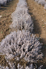 Lavender bushes in the spring