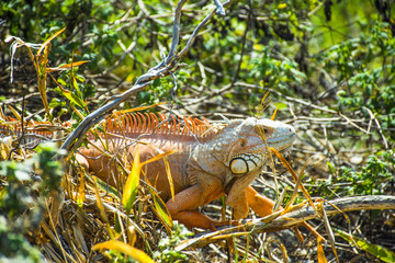 FL wild life