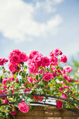 beautiful blooming roses