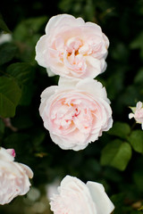 beautiful blooming roses