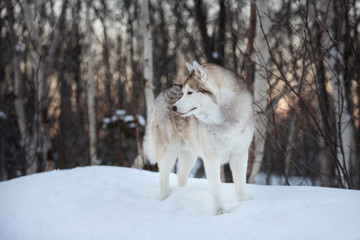 Gorgeous, adorable and free Siberian Husky dog standing on the snow path in the winter forest at sunset.